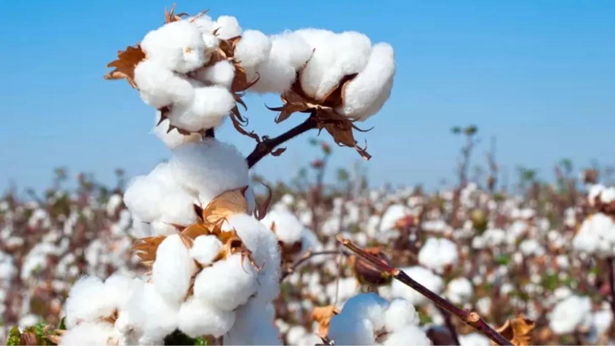 haryana cotton procurement via mobile app msp for farmers