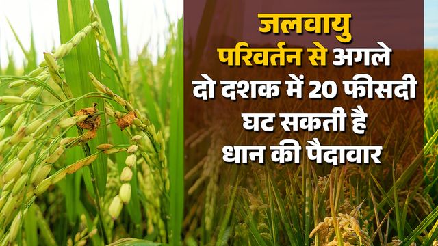 जलवायु परिवर्तन से धान की फसल में बढ़ी बीमारियां, एक डिग्री तापमान बढ़ने पर उत्पादन पर 10 फीसदी तक असर