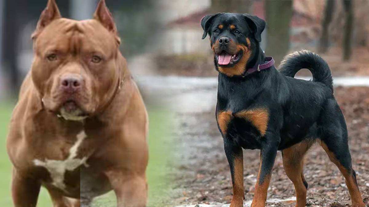 chandigarh bans pitbulls and other dangerous dog breeds new rules