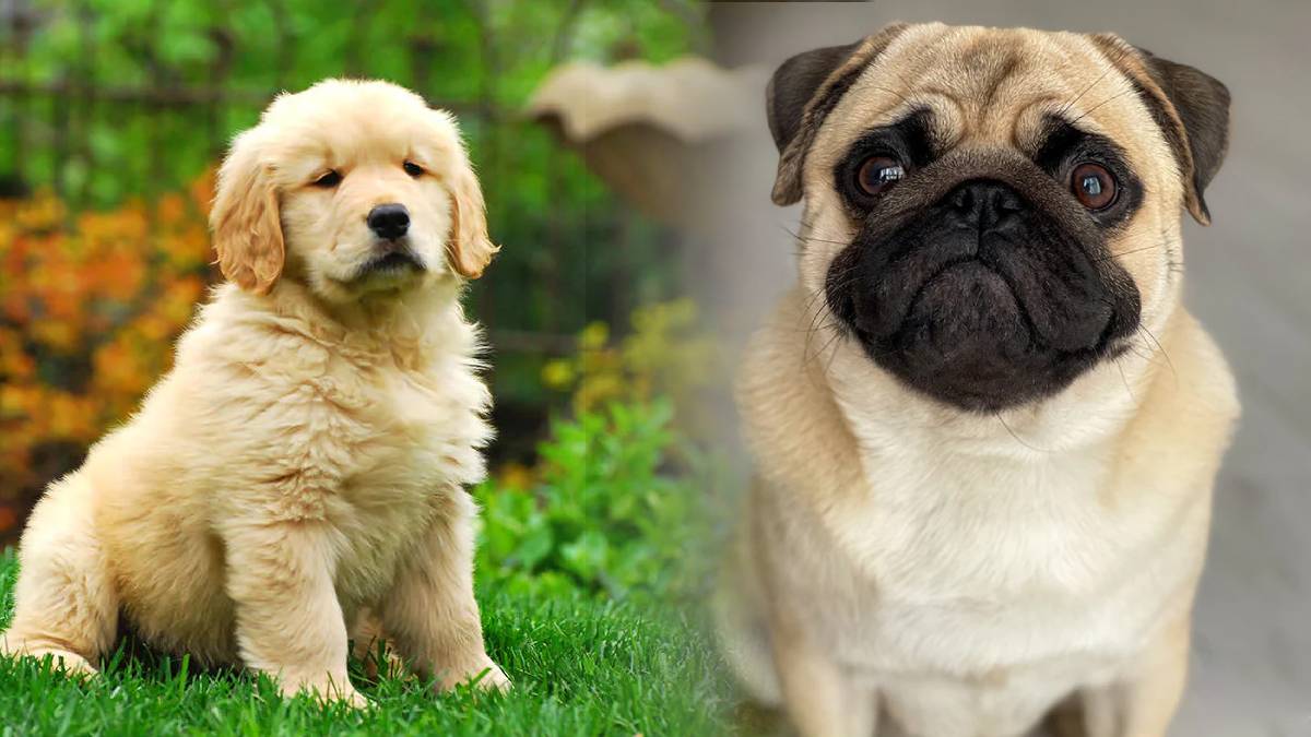 chandigarh dog ownership rules strict regulations implemented