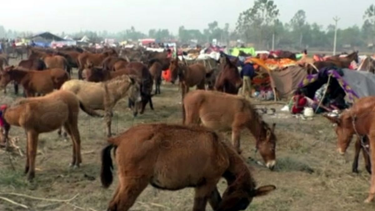 animal fair chaos traders upset in garhmukteshwar