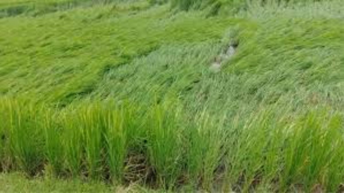 karhal rain farmers worried after third day of intermittent showers