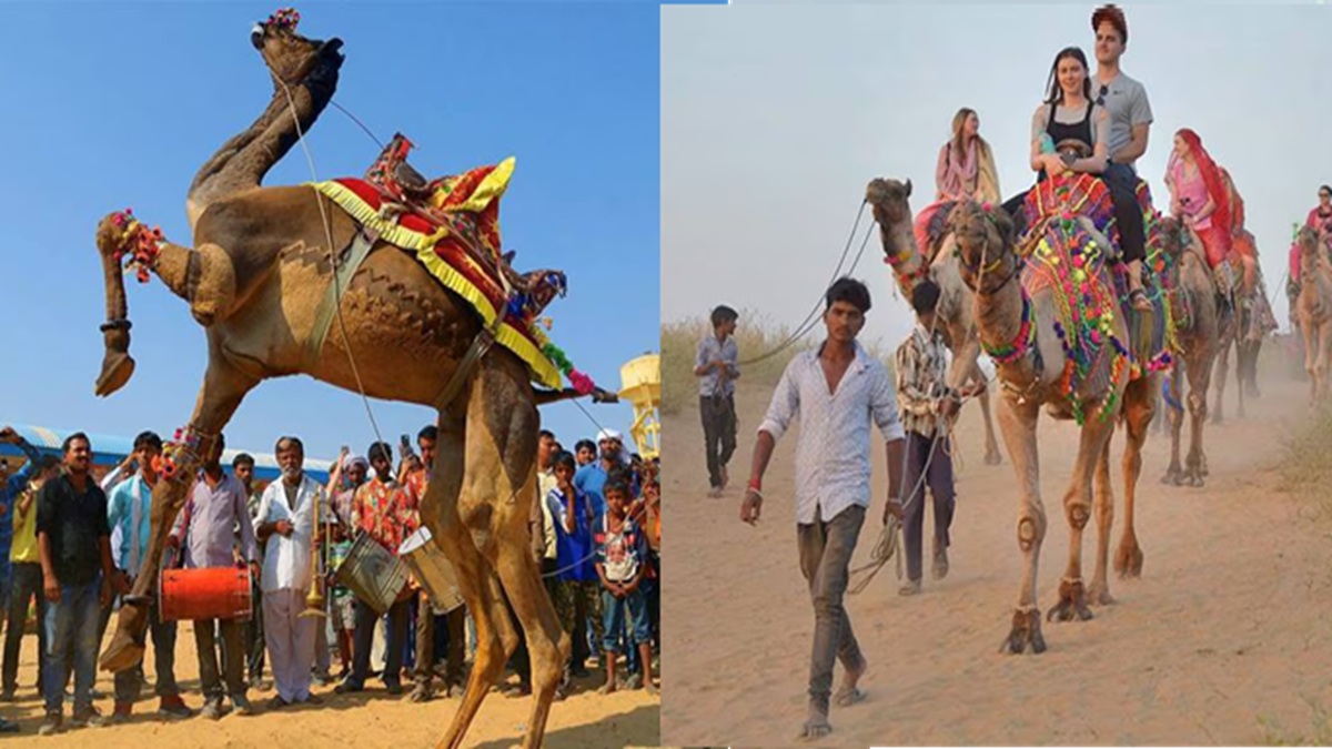 international pushkar fair begins today rajasthan latest news updates