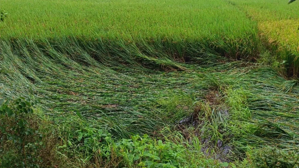 बेमौसम बारिश से किसान परेशान, धान की फसलें गिरीं, रबी बुआई प्रभावित 
