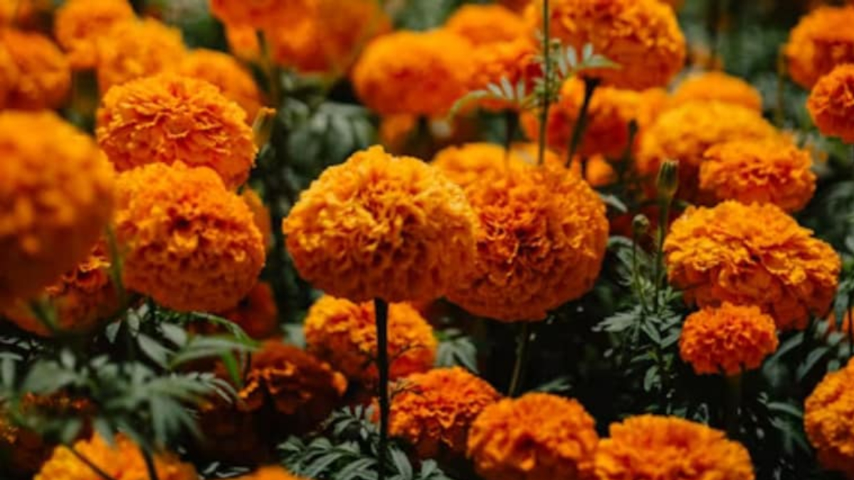 climate crisis threatens mexicos day of the dead marigolds