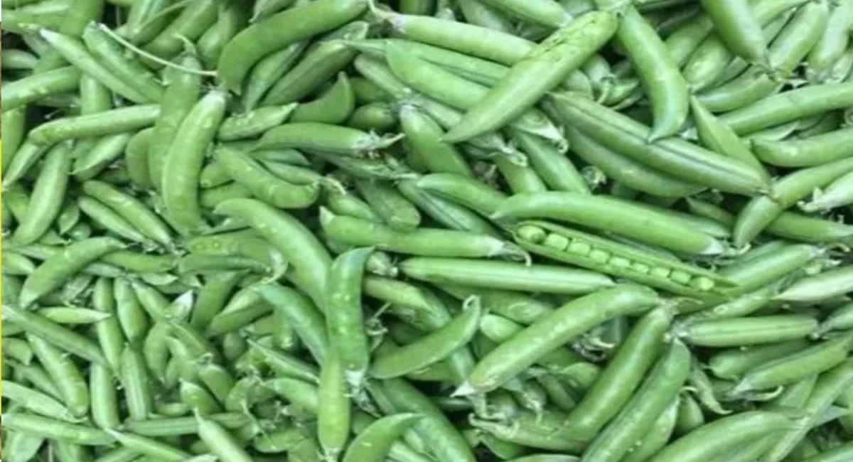 uttarakhand pea shortage mountain supply dwindles prices rise