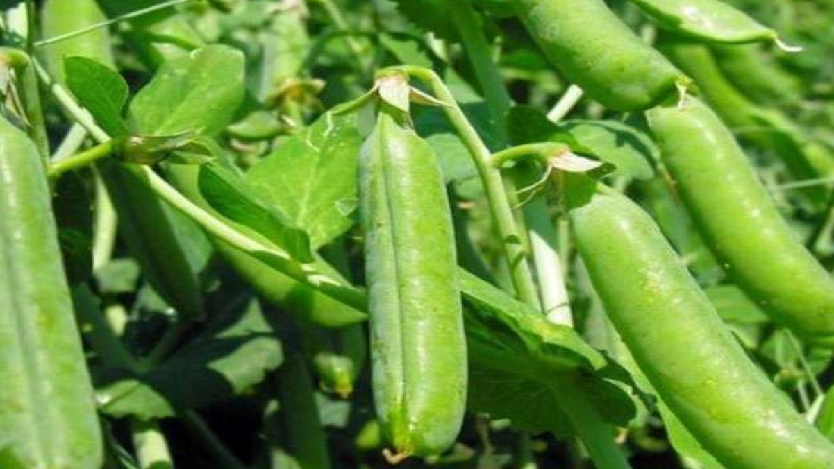 unseasonal rains ruin pea crops in purvanchal farmers face hardship