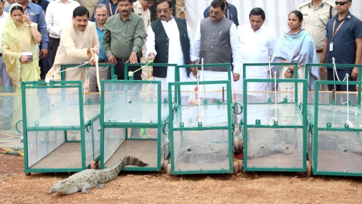 cm mohan yadav releases crocodiles into narmada fulfills promise to conserve aquatic wildlife