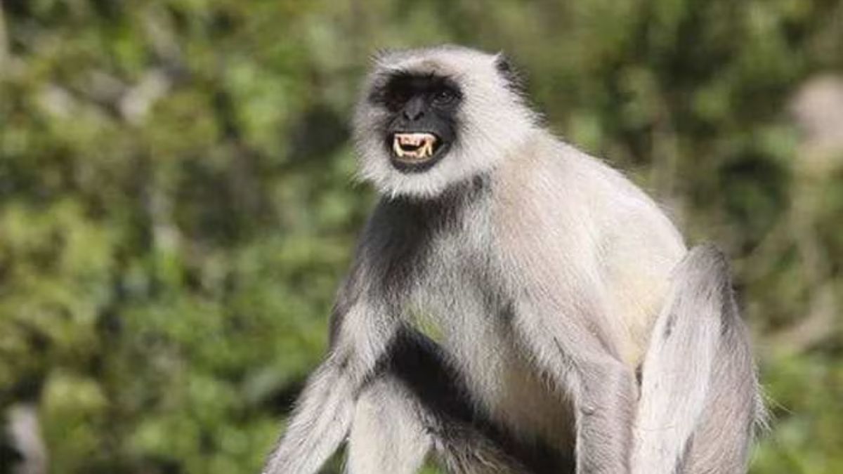 monkey attack in bahadurgarh eight injured panic grips village