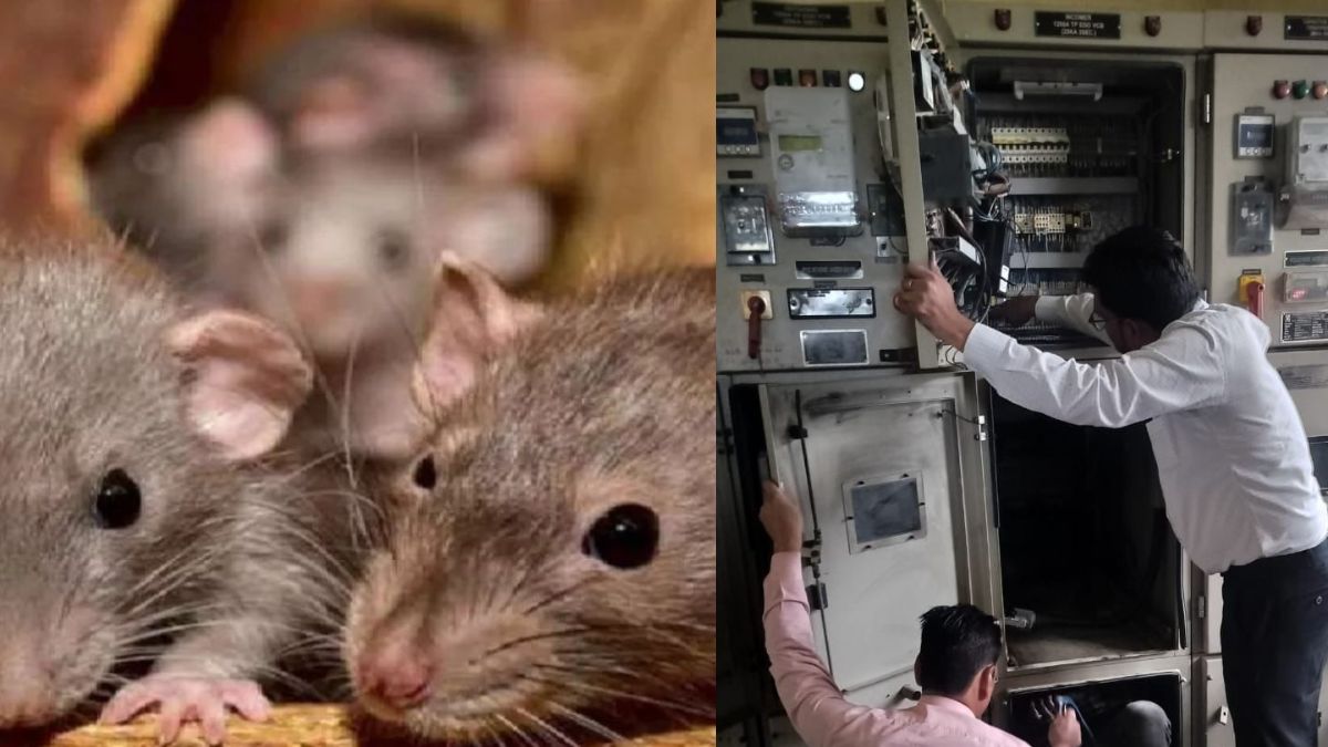 power outage in maholi rats cause explosion disrupting electricity