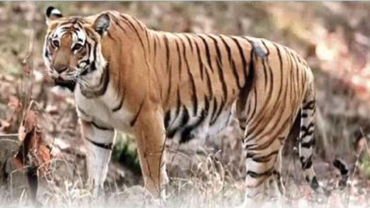 all india tiger census will reveal how many tigers are present in the forests