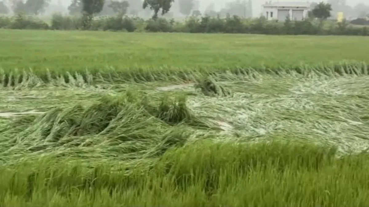 unseasonal rain damages paddy crops in amethi farmers face losses