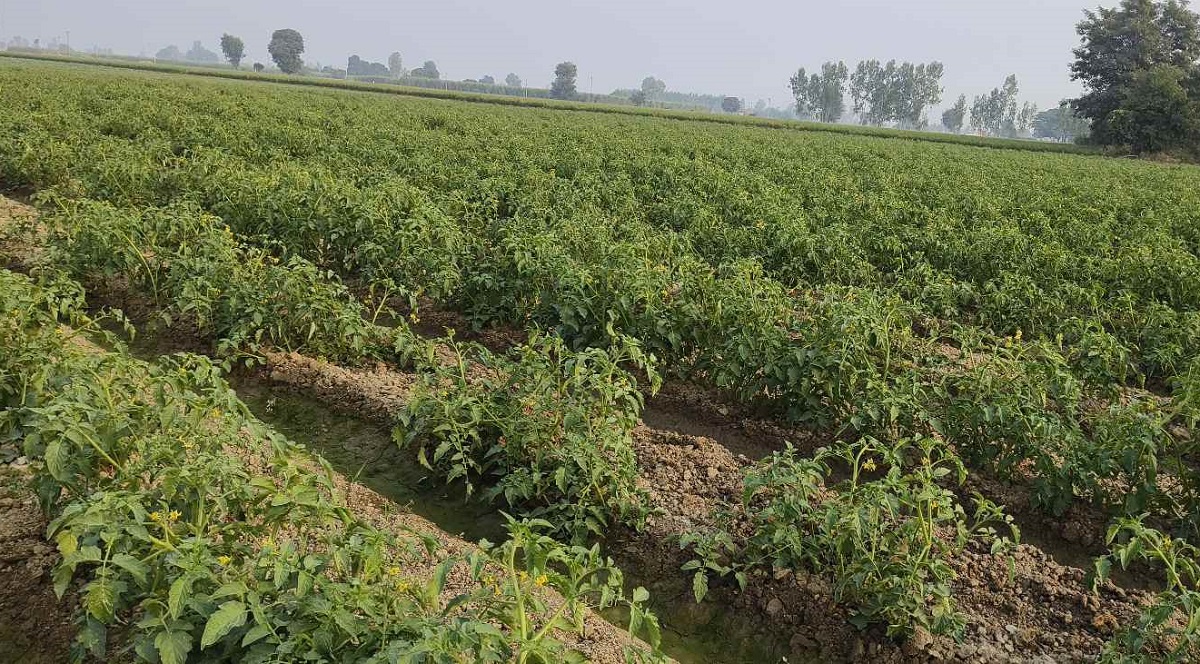tomato farming success farmers earn lakhs in haryana