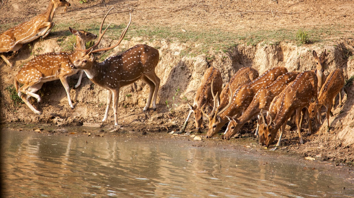amangarh tiger reserve reopens for jungle safari wildlife tourism