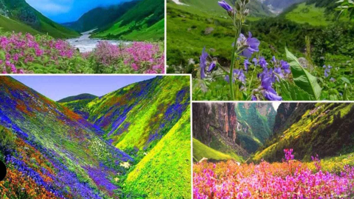 valley of flowers closes tourist welcome arrangements
