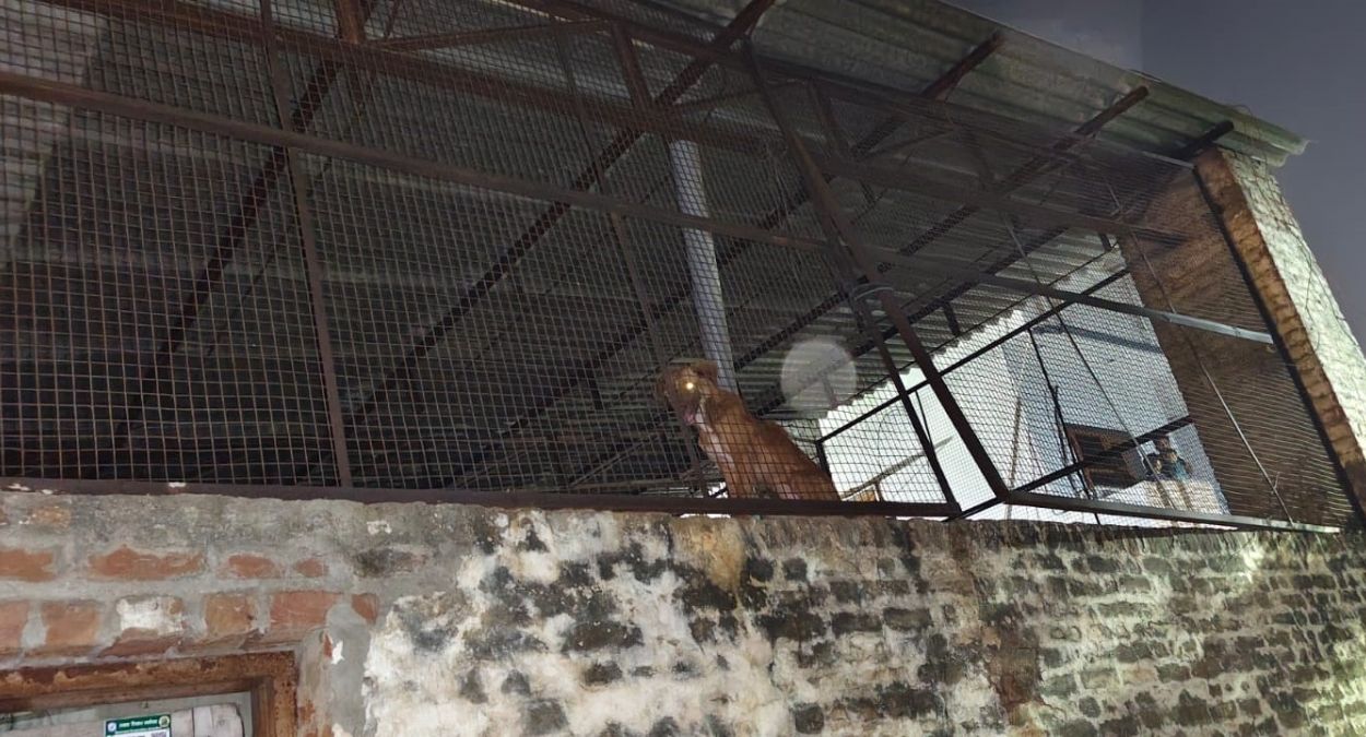 vasant avenue residents disturbed by dogs in plot jalandhar