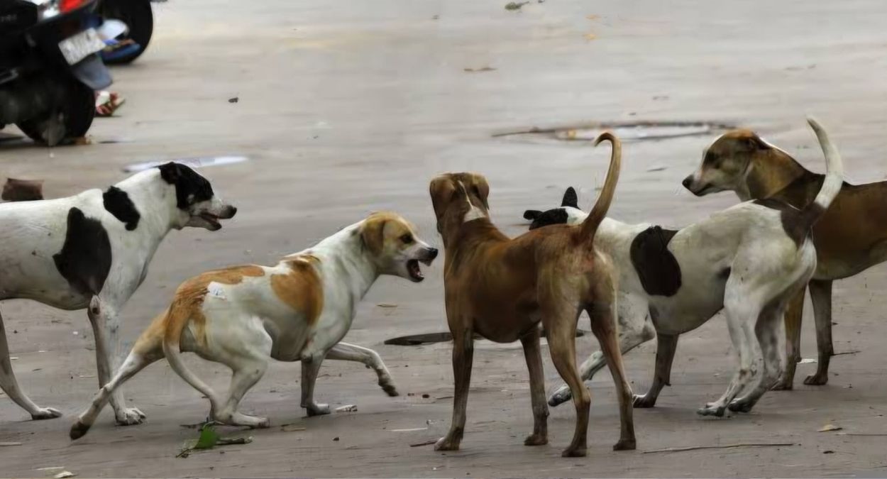 stray dog terror in ahmedgarh children attacked inaction by authorities