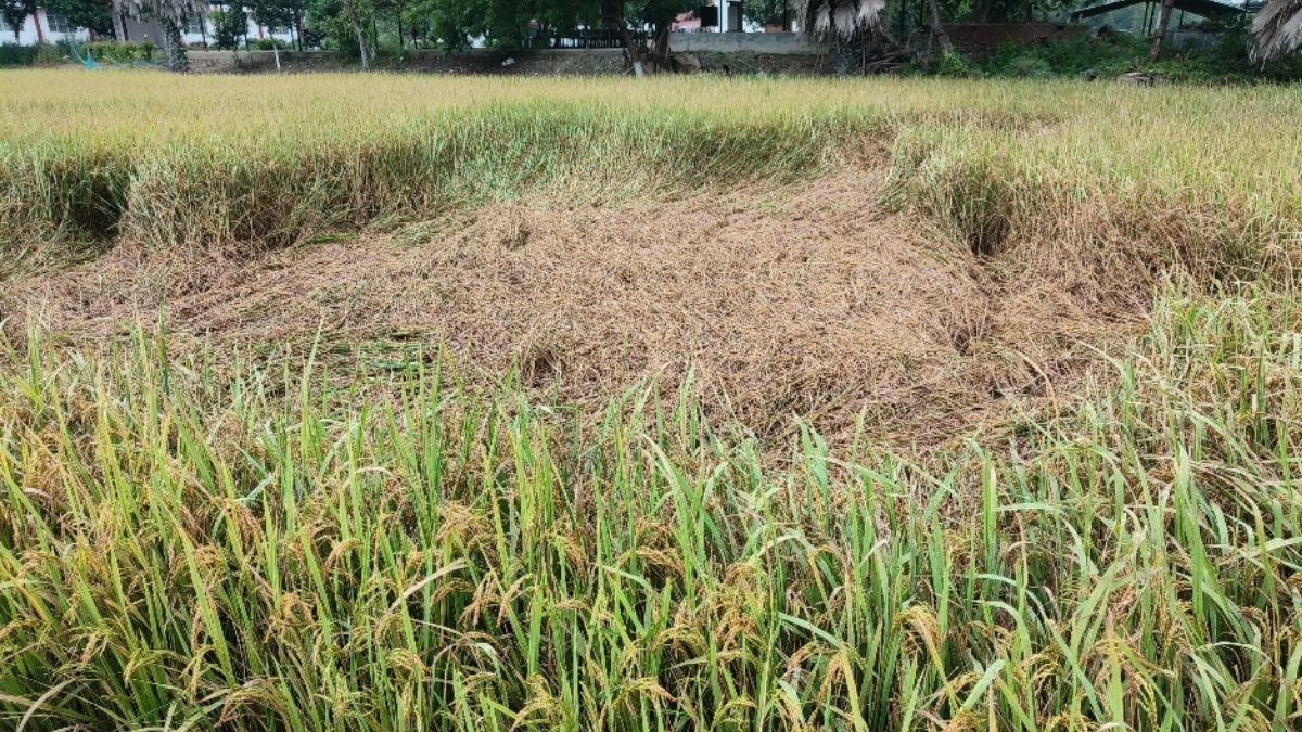 darbhanga news due to untimely rain paddy crop suffered extensive damage