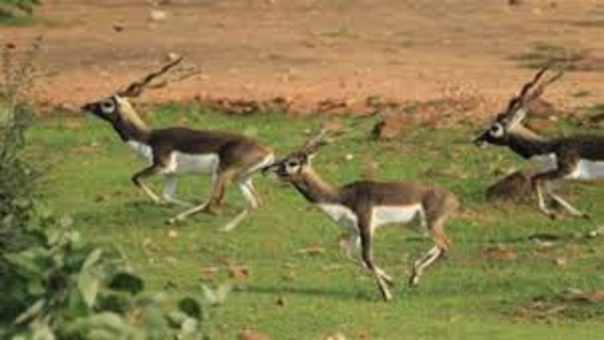 prayagraj blackbuck sanctuary stone wall for enhanced protection