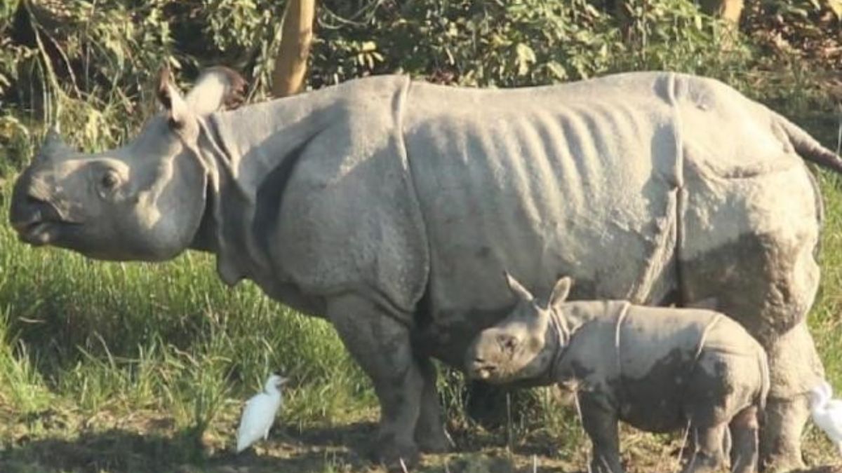 dudhwa tiger reserve opens wildlife tourism opportunity