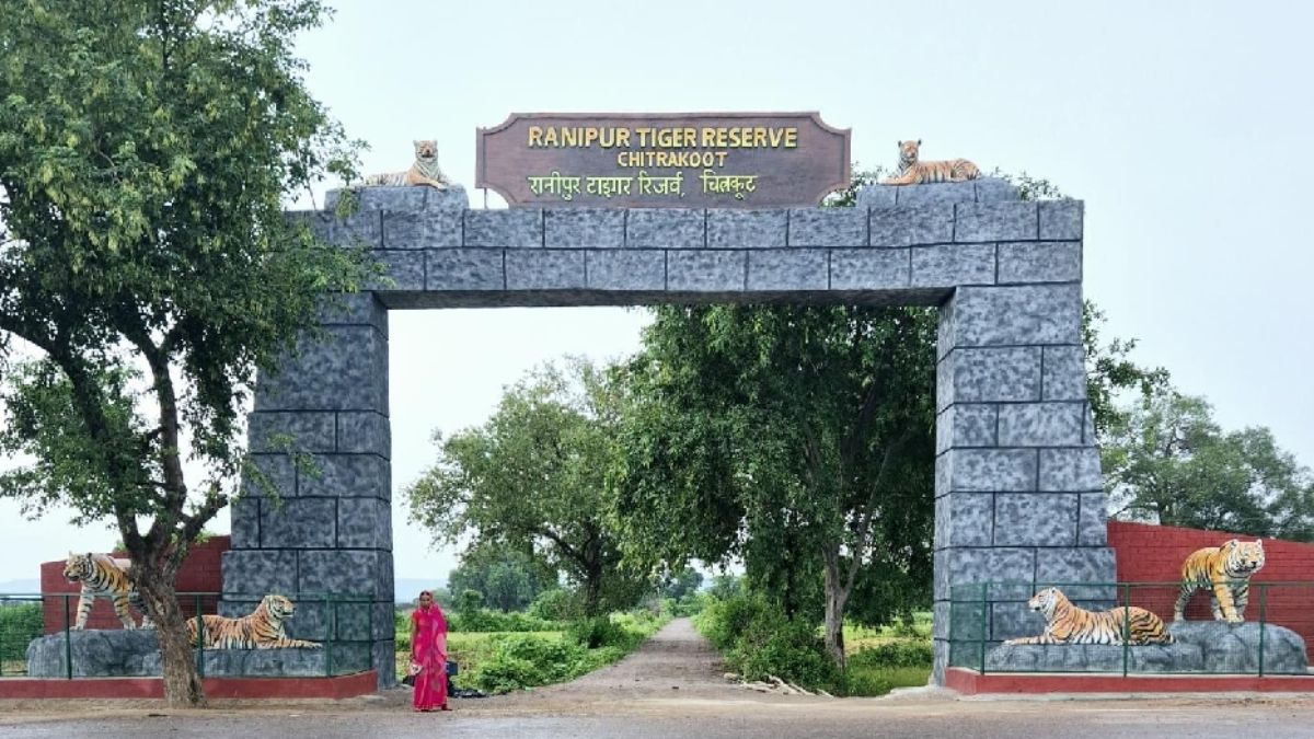 ranipur tiger reserve jungle safari starts today forest corporation announces
