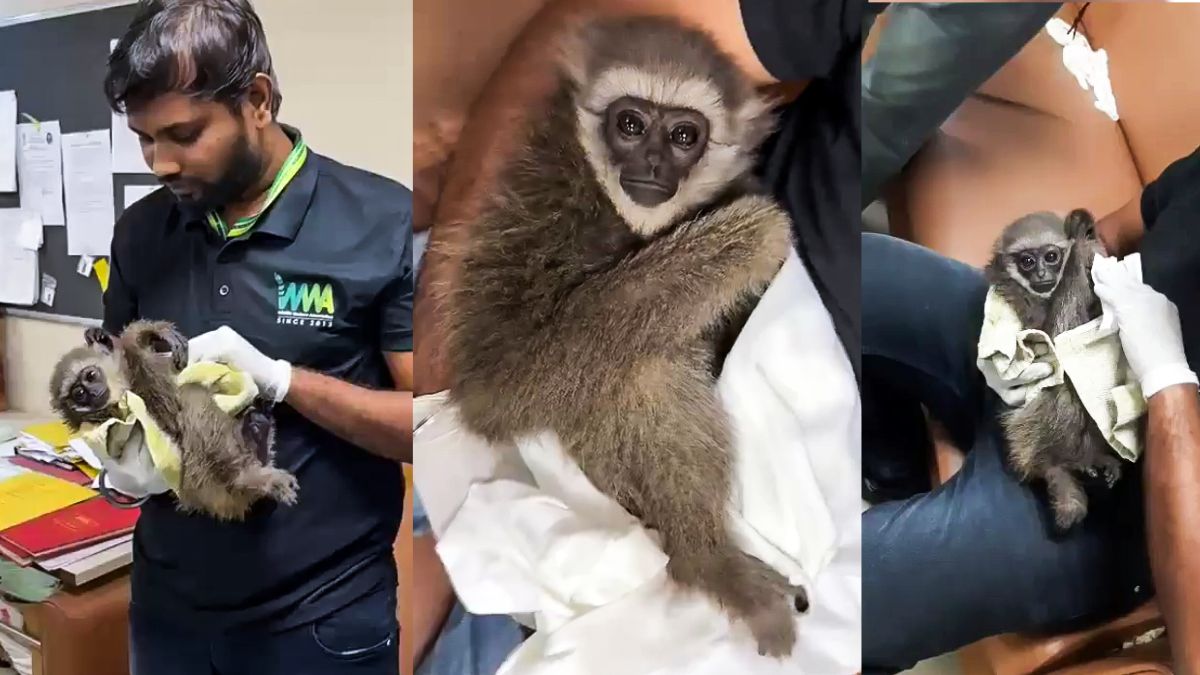silvery gibbon found in tourists bag at mumbai airport