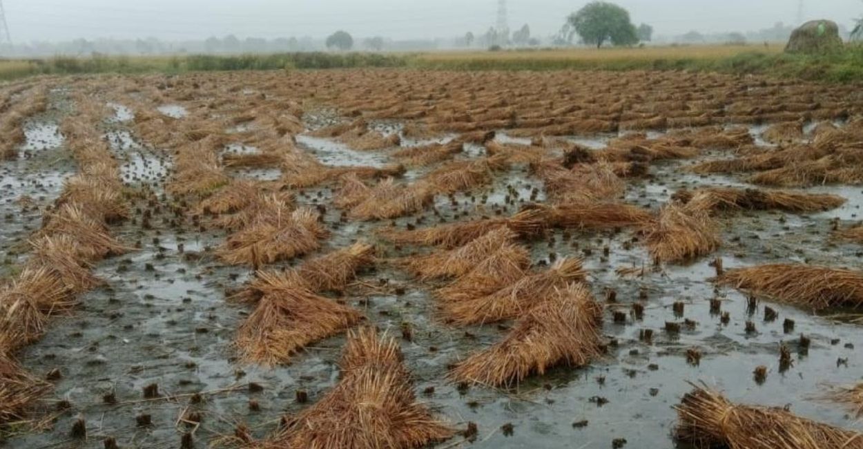 montha cyclone effect unseasonal rain hits kanpur and nearby districts know impact on crops