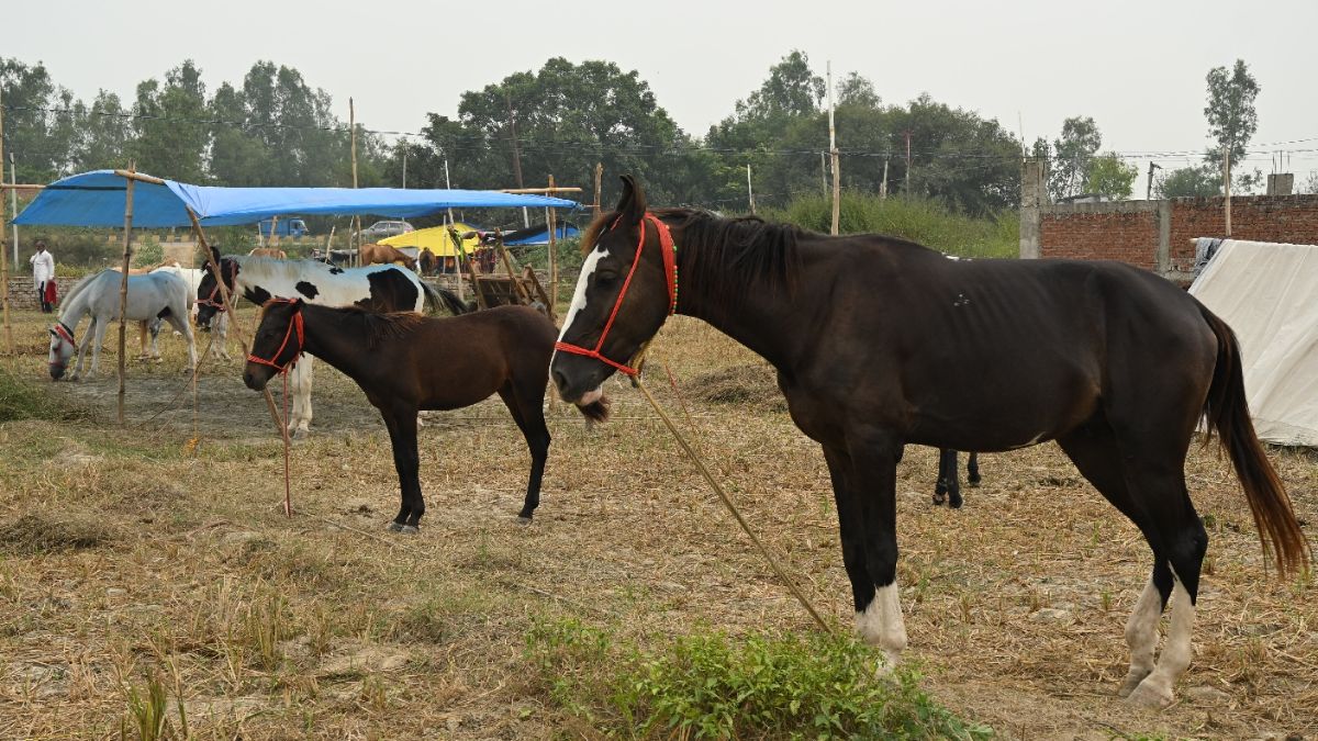 bareilly chaubari mela horse breeds arrive from punjab rajasthan