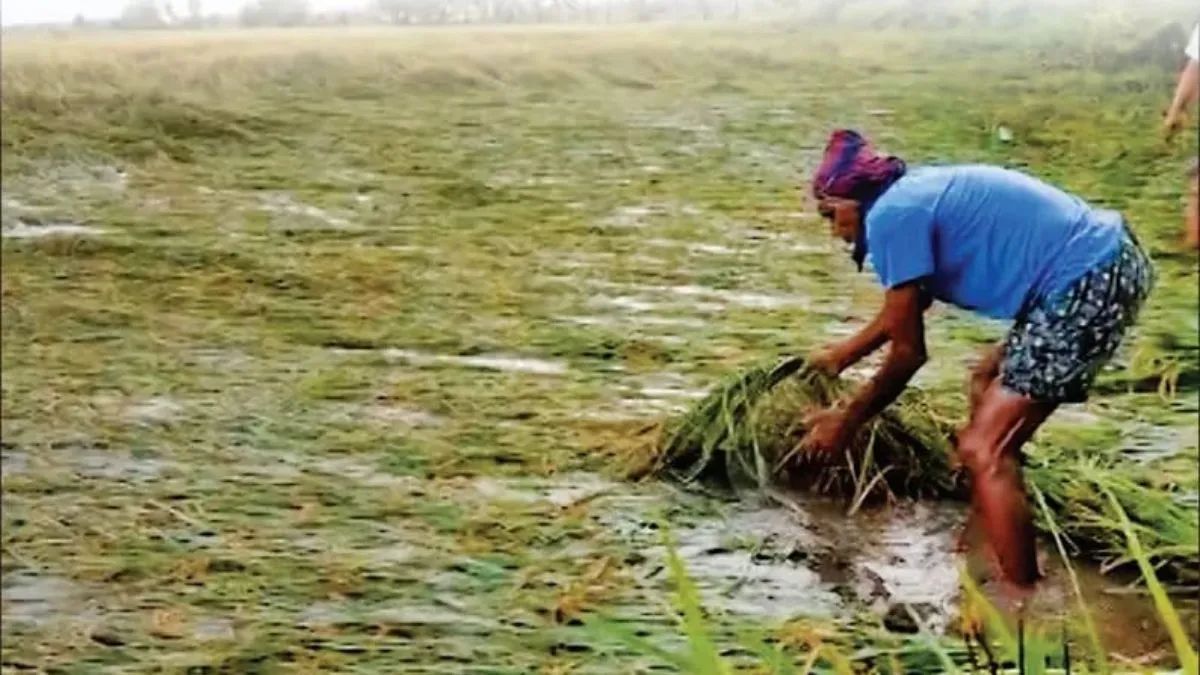 lekhpals to survey crop damage from montha cyclone compensation for farmers in bhadohi