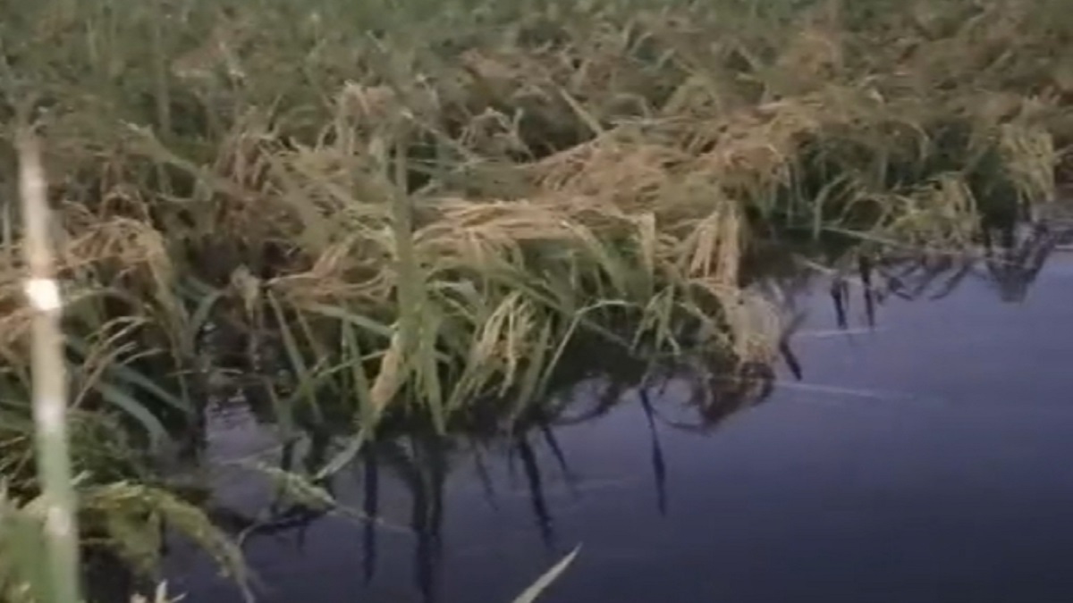 changing weather has increased the worries of darbhanga farmers now rabi crops are delayed