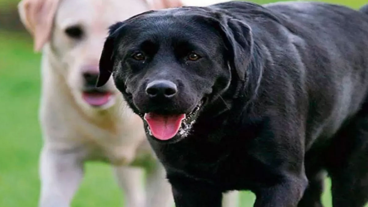 uttarakhand stray dogs policy challenge to follow