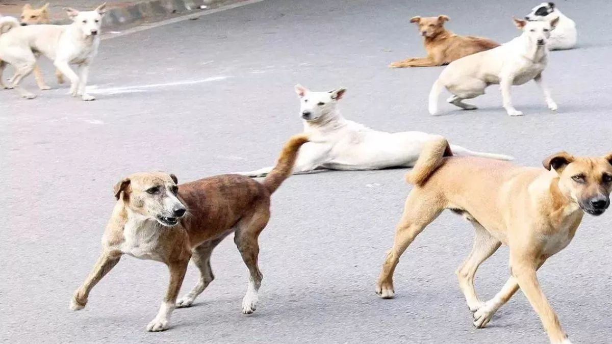 stray dog attack in baggi elderly man and young woman injured