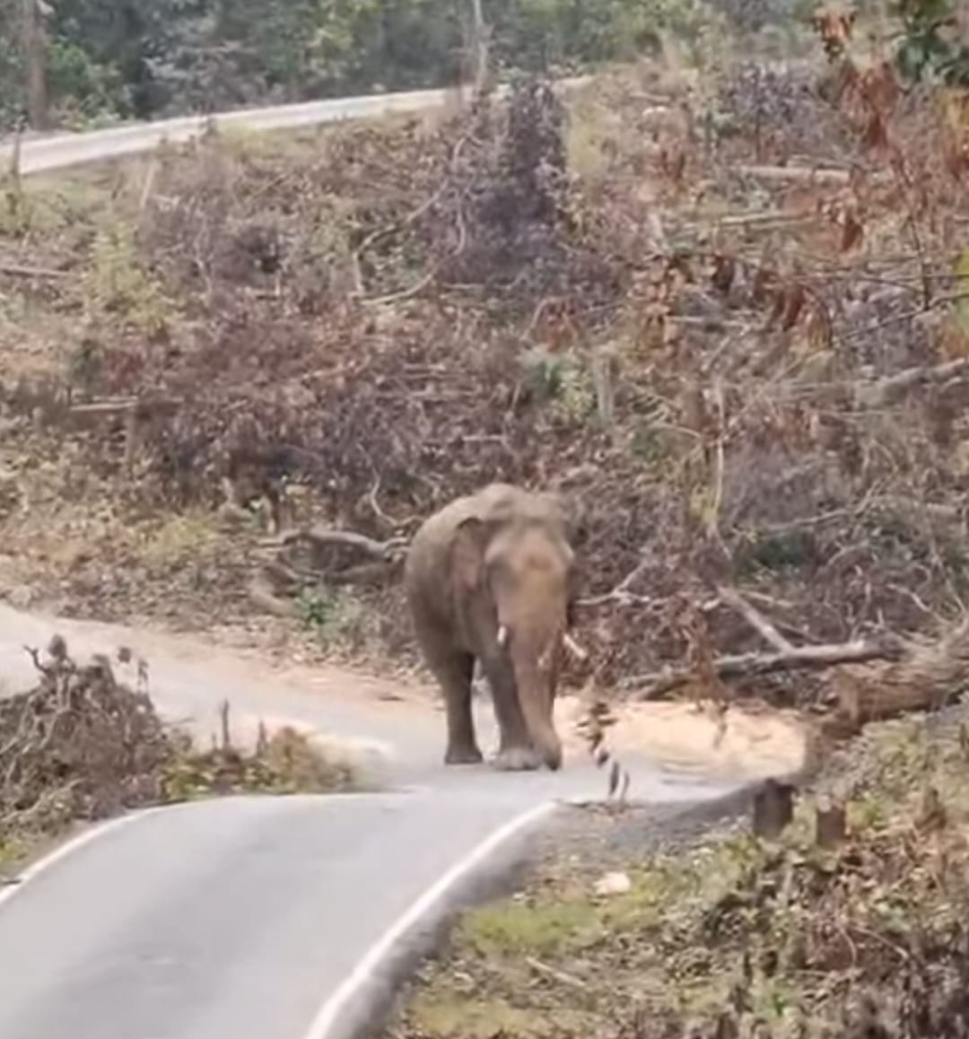elephant herd enters goilkera crops damaged villagers fearful