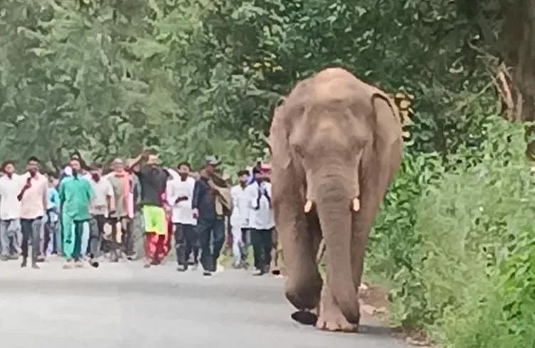 Latehar news: ...जब मस्त चाल में महुआडांड़ बाजार में घुस आया जंगली हाथी, दुकान- सामान छोड़कर भागे लोग, अफरातफरी
