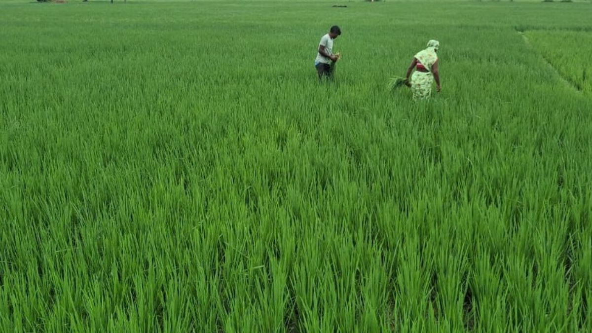 amroha farmers owe 8 crore in unpaid electricity bills