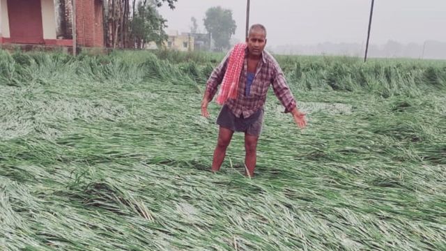 चक्रवाती हवा-बारिश से धान व आलू फसल बर्बाद, किसान कर रहे मुआवजे की मांग
