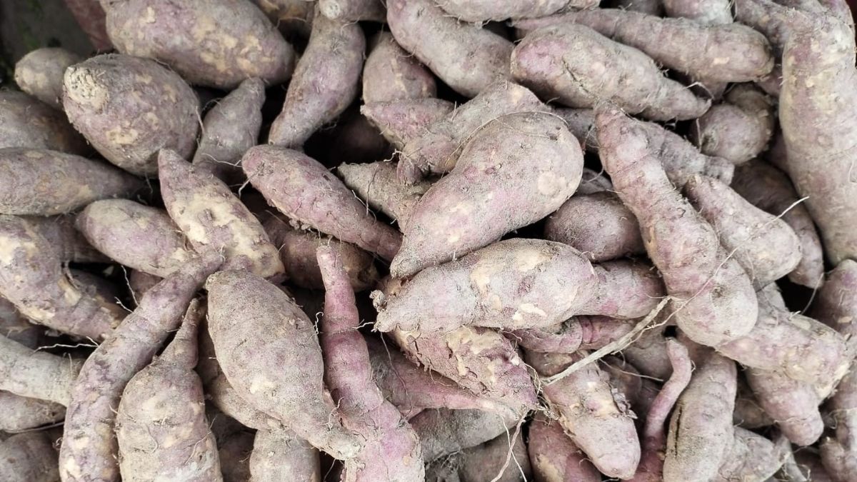 up vegetable farmers rejoice bumper crop good prices