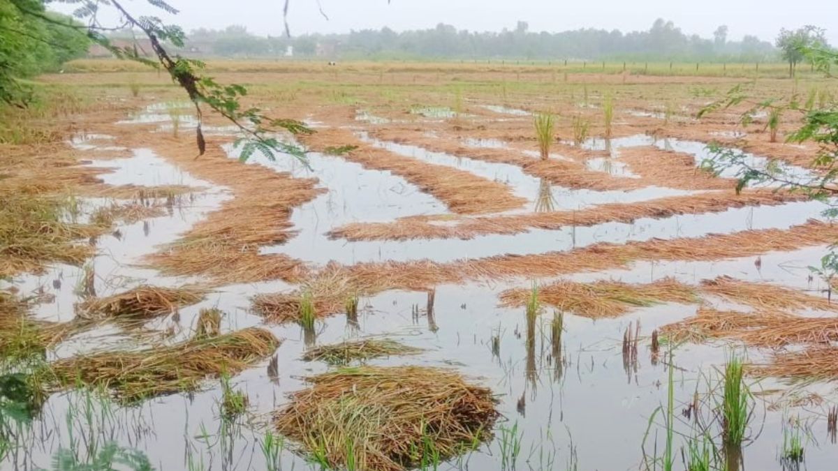 shravasti unseasonal rain farmers desperate as paddy crop damaged