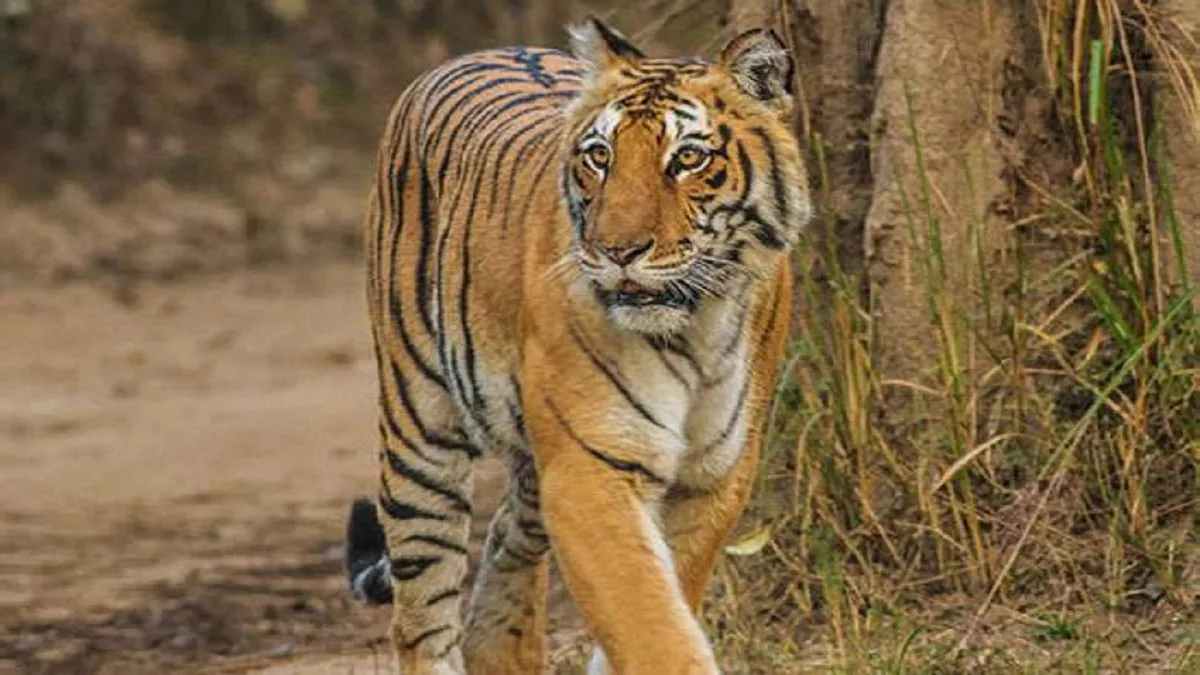 tiger kills cow and dog in lakhimpur creates panic