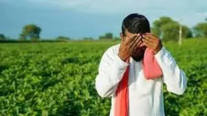 rain damages crops in sultanpur farmers face heavy losses