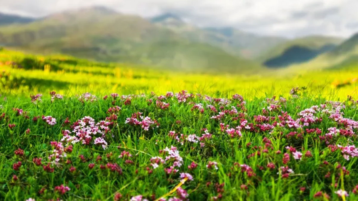 world famous valley of flowers closed for winter