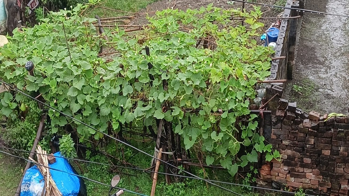 rain in west champaran causes waterlogging and vegetable prices rise