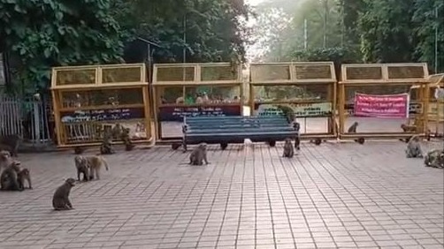 monkey attack at taj mahal british tourist bitten