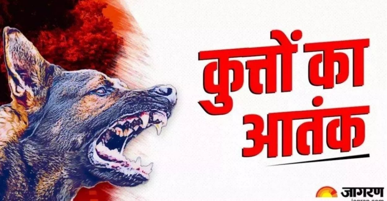 rabid dog creates panic in fatehpur market bites 25 people