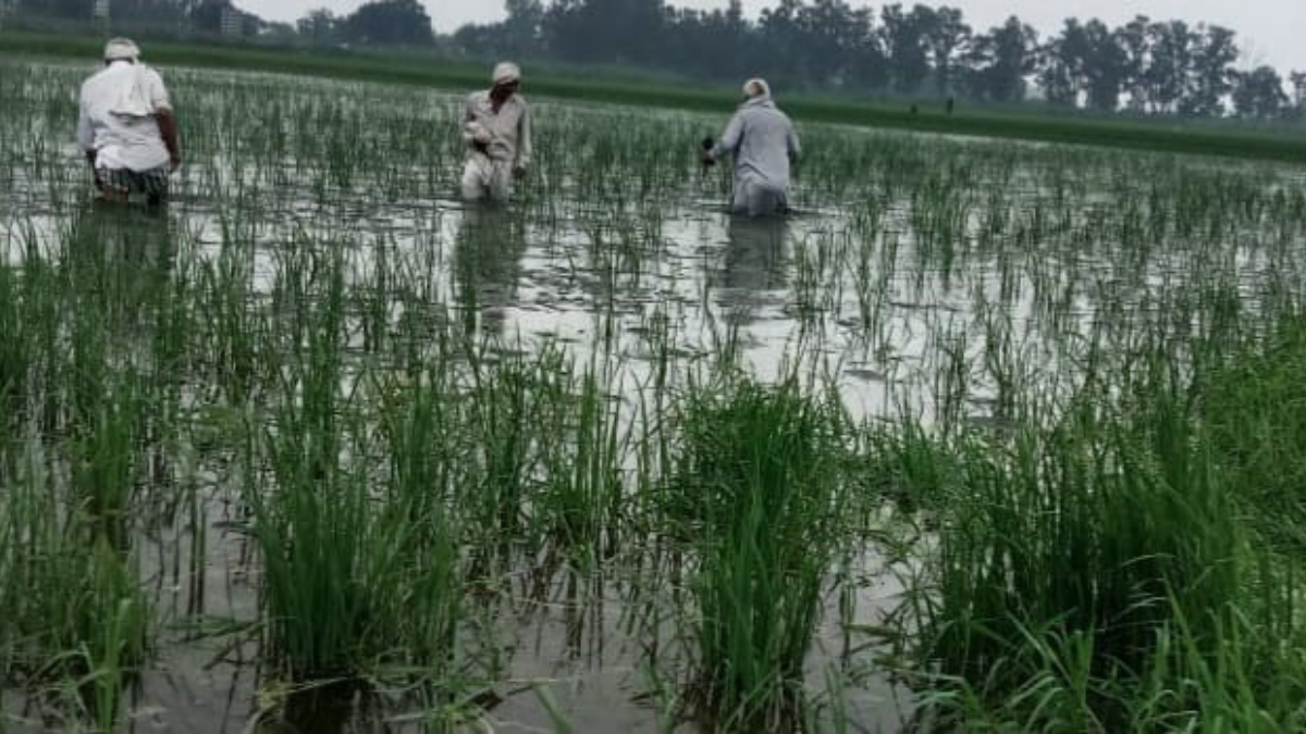 farmers face crop loss due to waterlogging illegal encroachments