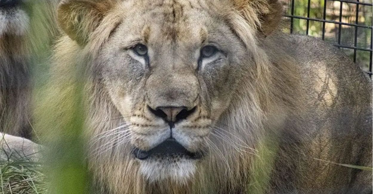 lion family to grow in kanpur zoo lioness to arrive soon from indore