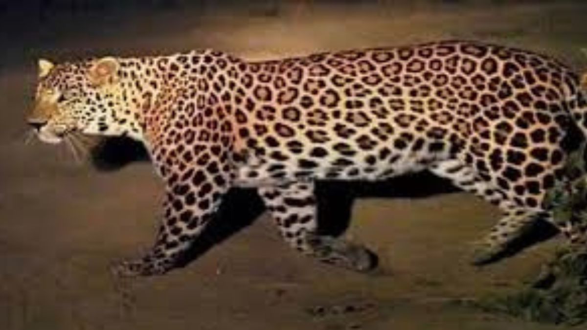 himachal pradesh shimla leopard rached in house starting of winter