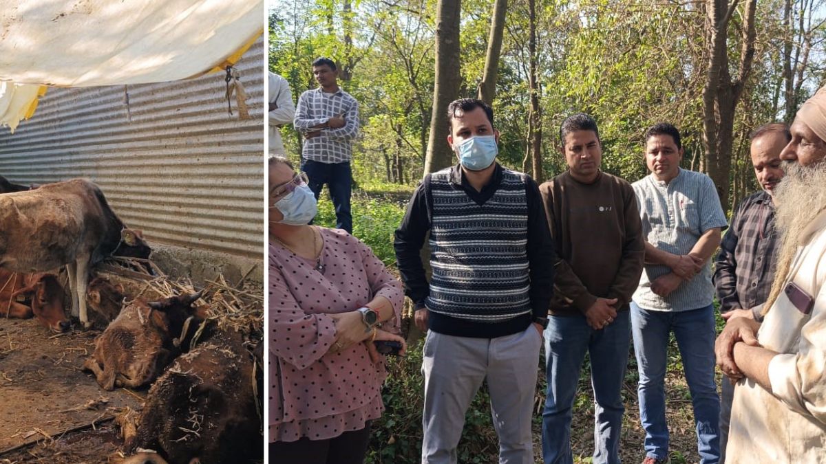 cow cruelty in mandi starved cows found skeletons unearthed