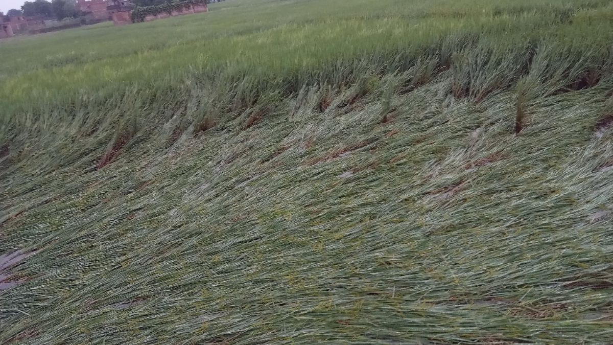 montha storm devastation bihar farmers face crop loss