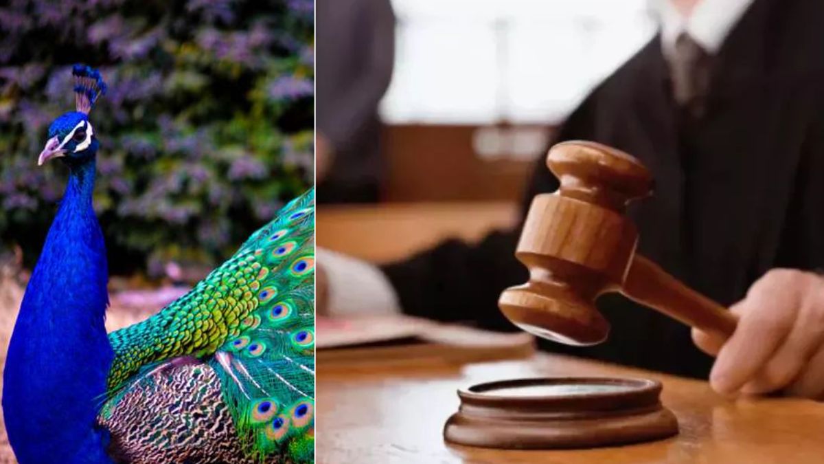 peacock hunting case accused sentenced in farrukhabad